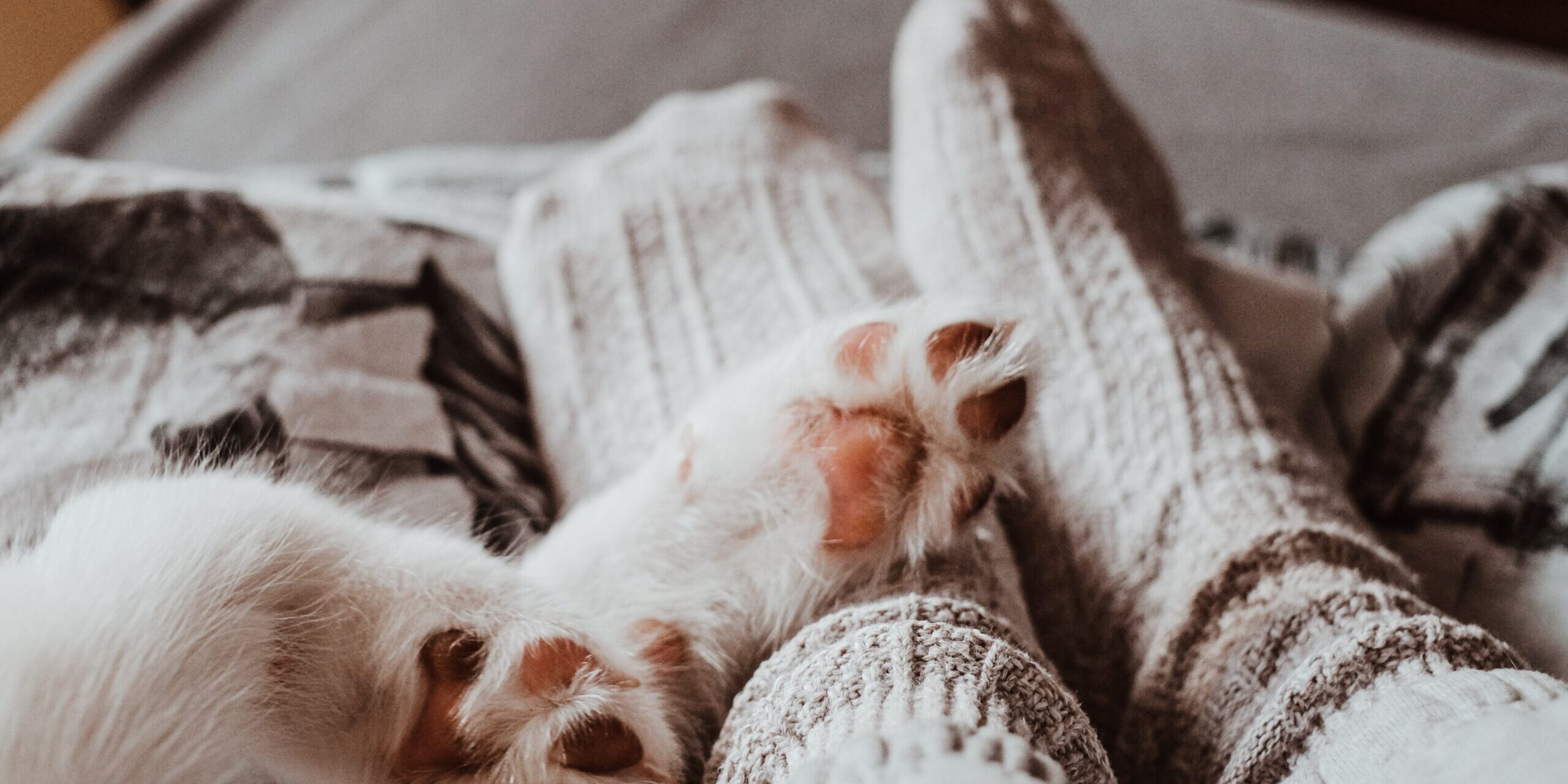 pexels-valeriia-miller-6207409